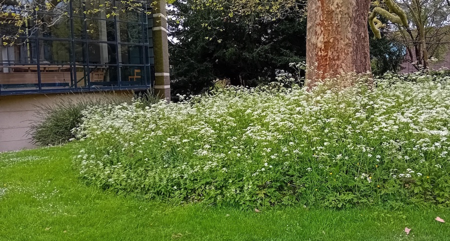 Long grass and white wildflowers around a tree